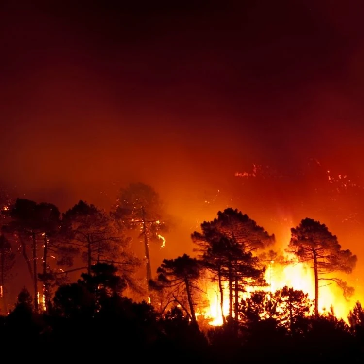 Incendios forestales